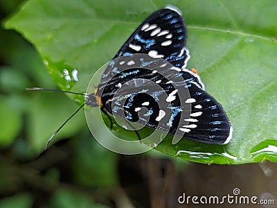 macro insects perch on wild plants in nature Stock Photo