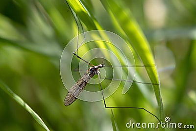 Macro insects resting on plants, eating and then flying away on a sunny day. Stock Photo