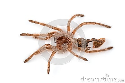 Macro isolated photo of spider`s moult Stock Photo