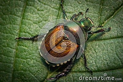 Macro Japanese Beetle Stock Photo