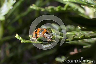 Macro of a ladybird with aphids hidden under its legs Stock Photo