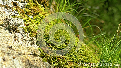 MACRO: A large schist rock partly covered in moss sparkles in spring sunshine. Stock Photo