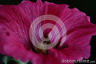 Macro of large violet flower Stock Photo