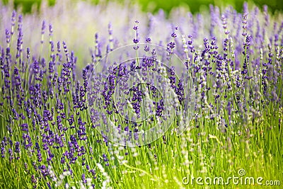 Macro lavender flowers in the field Stock Photo