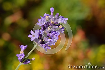 Macro from Lavender Lavandula Augustifolia Stock Photo