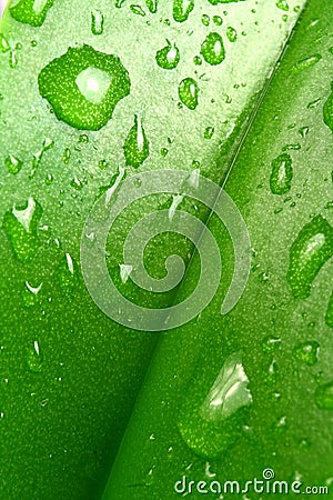 Macro leaf Stock Photo