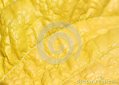 Macro of leaf . Stock Photo