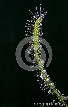 Macro of leaf of a carnivorous sundew plant (Drosera capensis) Stock Photo