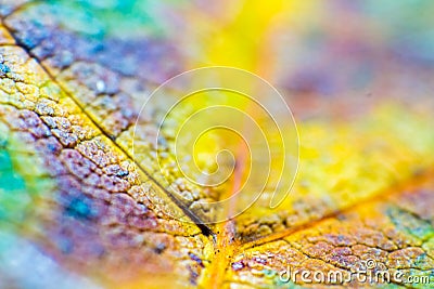 Macro leaves background texture, rainbow colours, soft focus, shallow depth of field Stock Photo