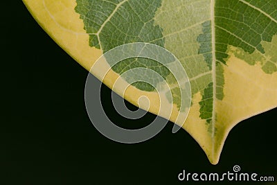 Macro leaves with black background Stock Photo