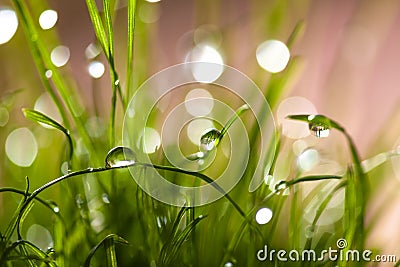 Macro leaves of grass with dew Stock Photo