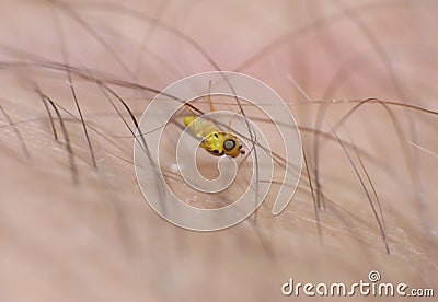 Macro lens close up detailed shot of a tiny yellow fly Thaumatomyia frit flies or grass flies belonging to the family Chloropidae Stock Photo