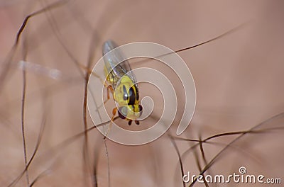 Macro lens close up detailed shot of a tiny yellow fly Thaumatomyia frit flies or grass flies belonging to the family Chloropidae Stock Photo