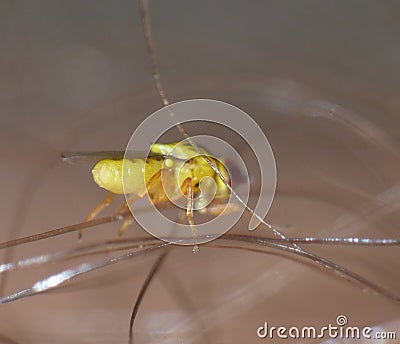 Macro close up detailed shot of a tiny yellow fly Thaumatomyia frit flies or grass flies belonging to the family Chloropidae Stock Photo