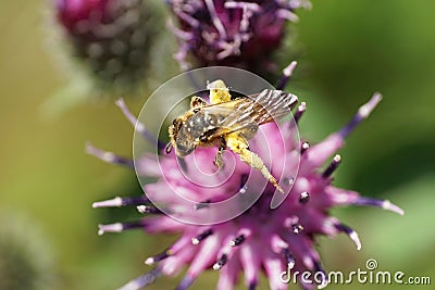 Macro light brown shaggy Caucasian wild bee Macropis fulvipes on Stock Photo