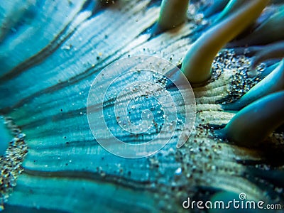 Macro lines sand and tentacles in blue sea anemone Stock Photo