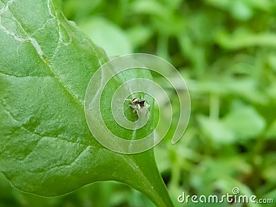 Macro of Little Spider Stock Photo