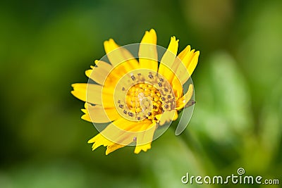 Macro of little yellow flower Stock Photo