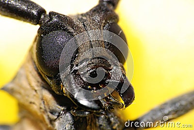 Macro long-horned beetle Stock Photo