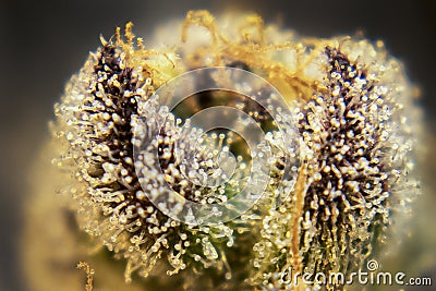 Macro of the Many Cannabis Plant Trichomes Stock Photo