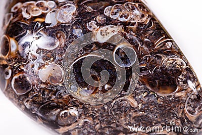 Macro mineral agate fossil fossilized with fossilized turtles on Stock Photo