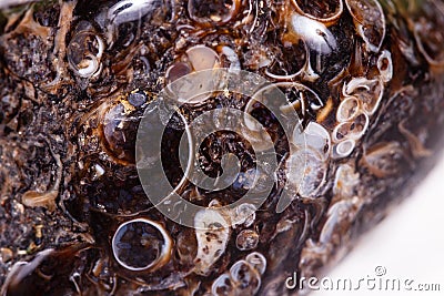 Macro mineral agate fossil fossilized with fossilized turtles on Stock Photo