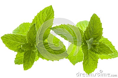Macro mint leaves Stock Photo