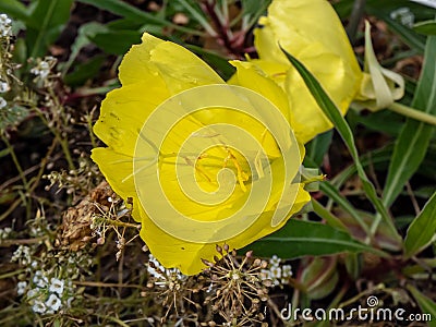 Macro of Missouri evening primrose Oenothera missouriensis with very large, solitary, 4-petaled, bright yellow flowers flowering Stock Photo