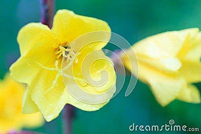 Macro of a Missouri Evening Primrose Stock Photo