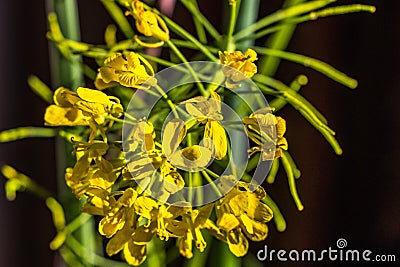 Macro of mizuna flowers in late winter Stock Photo