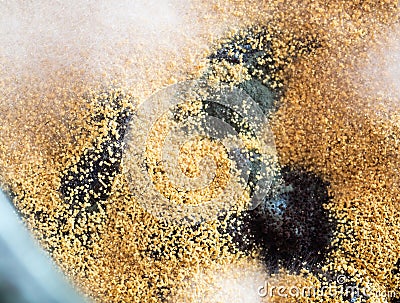 Macro mold and bacterial colonies growing on jam surface, top view Stock Photo