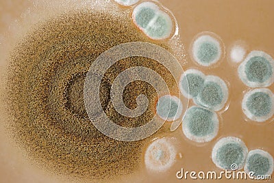 Macro mold colonies growing on an agar plates. Stock Photo