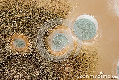Macro mold colonies growing on an agar plates. Stock Photo