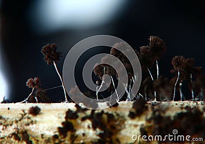 Macro mold Stock Photo