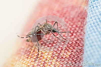 Macro of mosquito (Aedes aegypti) carrier of virus Stock Photo