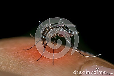 Macro of mosquito (Aedes aegypti) sucking blood Stock Photo