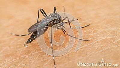 Macro of mosquito (Aedes aegypti) sucking blood Stock Photo