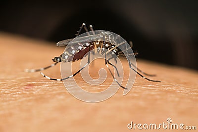 Macro of mosquito (Aedes aegypti) sucking blood Stock Photo