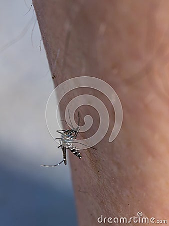 Macro Mosquito Feeding Stock Photo