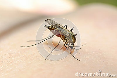 Macro of a mosquito sucking blood. Closeup a mosquito sucking human blood. Infectious insect parasite, the bite of a Stock Photo