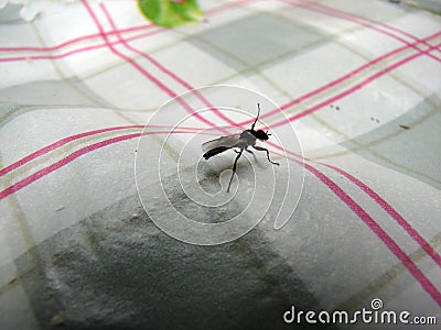 Macro mosquito on a white Stock Photo