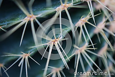 Macro Natural Fresh Cactus With Sharp Thorn Needle Detail Green Botany Plant Stock Photo