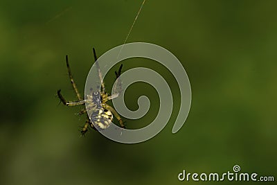 Macro newly hatched Caucasian Araneus spider on a green background Stock Photo