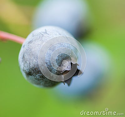 Macro of one Fresh blueberry in nature Stock Photo