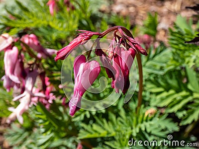 Macro of opened and long shaped cluster of pink flowers of flowering plant wild or fringed bleeding-heart, turkey-corn Dicentra Stock Photo