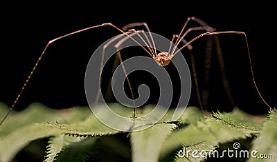 Macro of Opilione spider aka harvestman, harvester, or daddy longlegs Stock Photo
