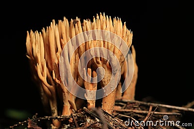 Macro orange coral mushroom Stock Photo