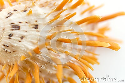 Macro orange seashell. Blur close up shell background. Stock Photo