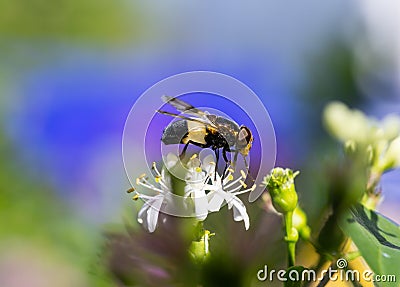 Macro of a pellucid fly Stock Photo