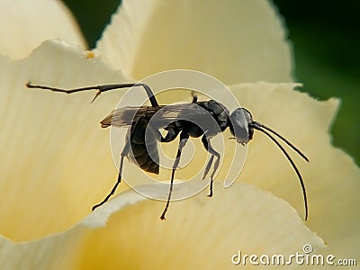 Little Black Spider Wasp Stock Photo